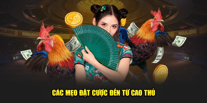 Các mẹo đặt cược đến từ cao thủ