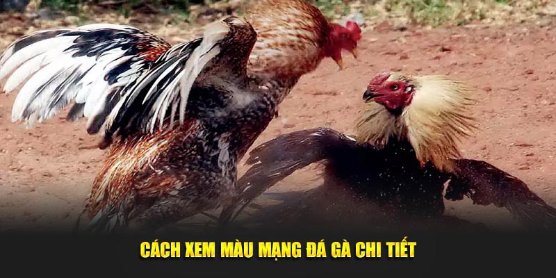 Cách xem màu mạng đá gà