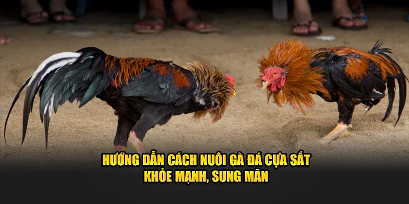 huong-dan-cach-nuoi-ga-da-cua-sat-khoe-manh-sung-man