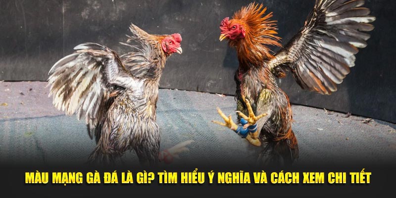 ảnh đại diện màu mạng gà đá là gì