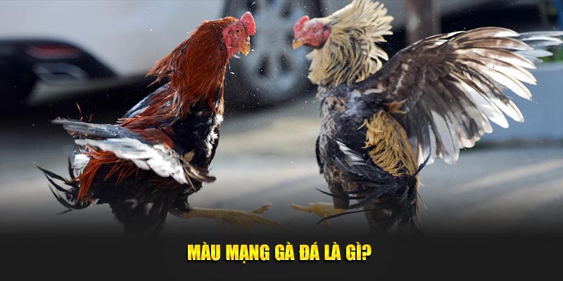 Màu mạng gà đá là gì