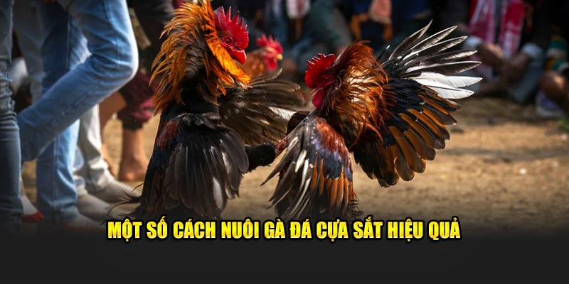 Một số cách nuôi gà đá cựa sắt 