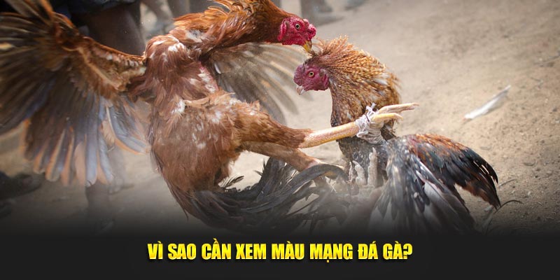 Lý do cần xem màu mạng đá gà?